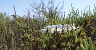 Aransas County acquires 950-acre conservation property in Rockport