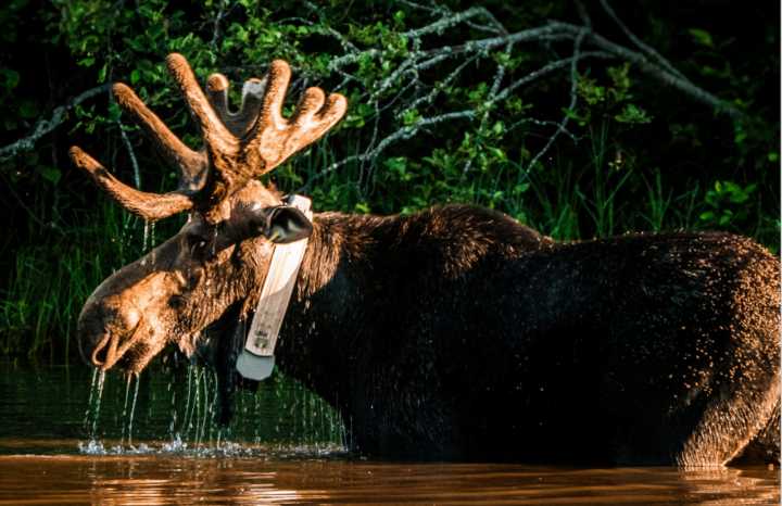 Love moose? U.P. national park seeks intern to catalog bones from Isle Royale