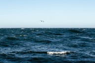 BPA will buy wave-energy power generated at Oregon coast test site