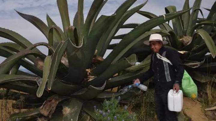 La FAO reconoce al sistema milenario del Metepantle de Tlaxcala como patrimonio agrícola mundial