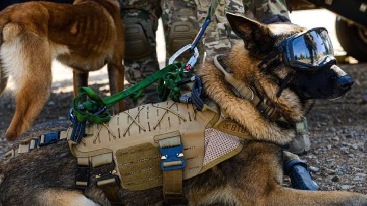 La historia de "Drako", el perro del Ejército que se despedirá en esta Parada Militar 2025