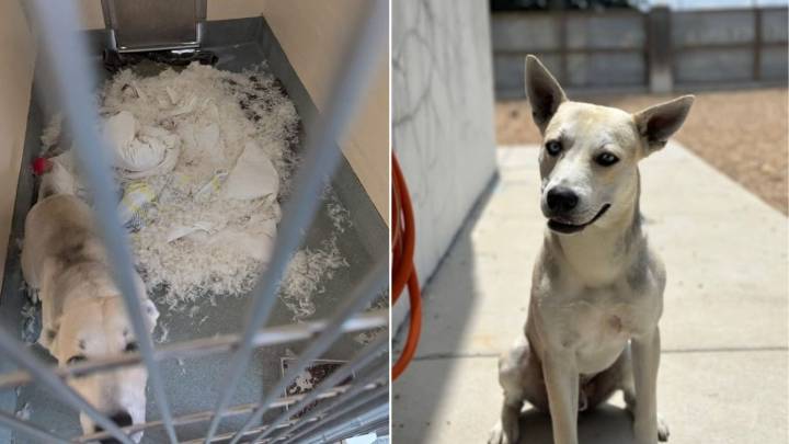 Louisiana Shelter Pup Obsessed With Feathers Surprises Everyone With Epic Kennel “Redecoration”