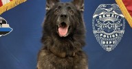 Big Island police dog dies after being left in hot car