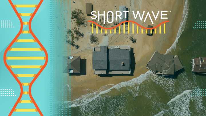Why sea level rise after 2050 is a mystery : Short Wave : NPR