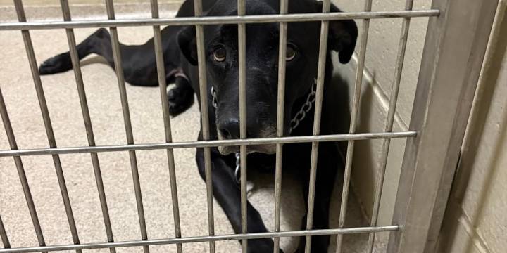 ‘Devastatingly overcrowded’ Mahoning County shelter takes in 78 lost dogs in 22 days