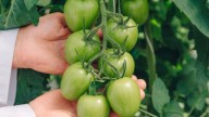 The Easy Way To Encourage Fruits On Your Tomato Plant To Turn Red