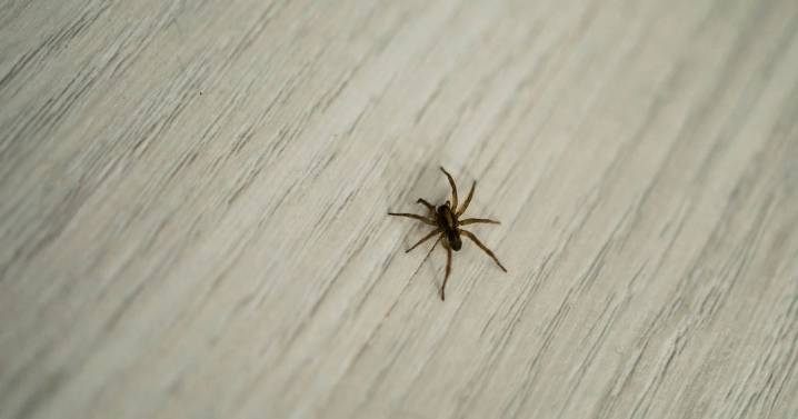 Spiders stay out of your home during mating season if you do three things