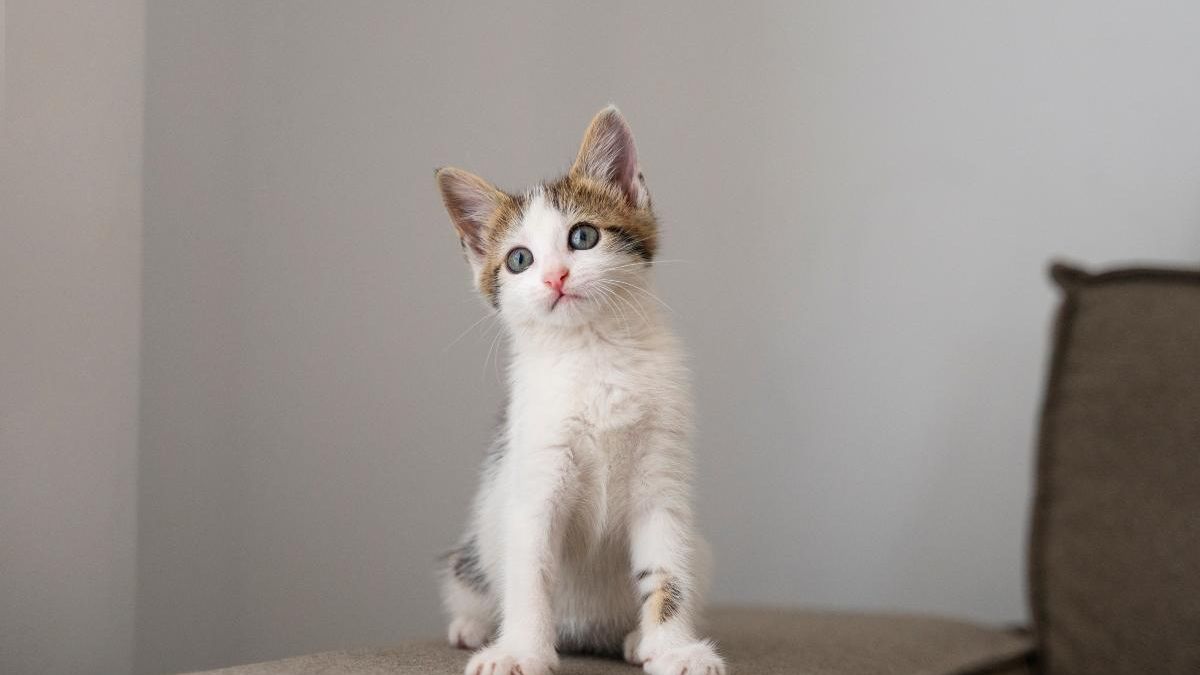 Así impacta en nuestro cerebro tener un gato como mascota