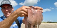 Rare 'pink meanie' jellyfish invade Texas beaches in unprecedented numbers