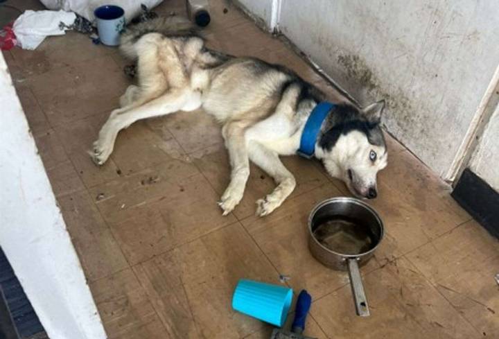 Arrestan en San Juan a mujer por presunto maltrato animal – NotiCel 
