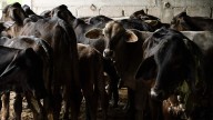 PRI exige a Sader explicar falta de acciones contra el gusano barrenador del ganado