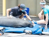 Manatee Deaths Decline In Florida, But Challenges Remain