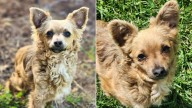 California Dog Is Skipped Over At Every Adoption Event, And The Reason Will Crush You