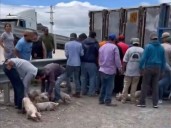 Estos hechos se investigan y se persiguen de oficio: FGE sobre rapiña de cerdos en SLP
