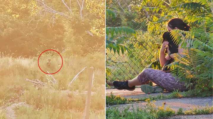 Michigan Team Kept Searching For Days For A Lost Little Dog And Finally Saw Something Familiar