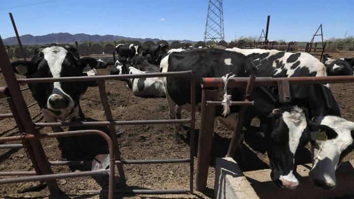 Detectan nuevo caso de gusano barrenador en Nuevo León; USDA analiza liberación de moscas estériles
