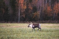 Imponente alce persigue y hace correr a un lobo gris en Yellowstone: impresionante video muestra la cruda intensidad entre depredador y presa