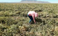 Cambian vocaciones productivas regiones de Chihuahua