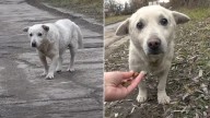 Traumatized Pup Living Near The Railroad Finds A Happily Ever After In Delaware