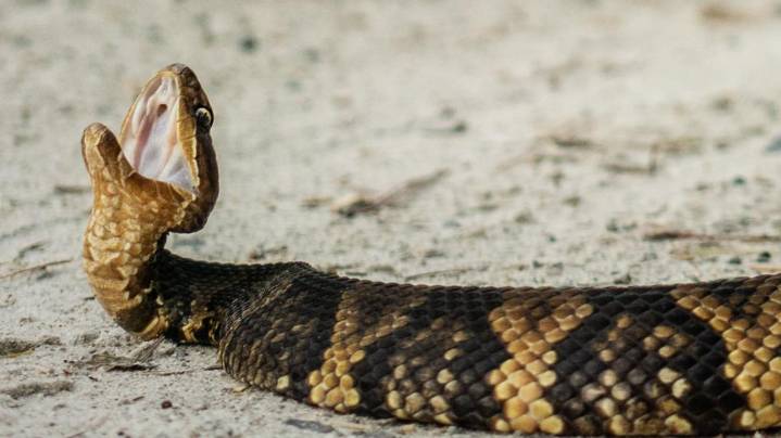 Thousands of snakes shut down Illinois road during fall migration