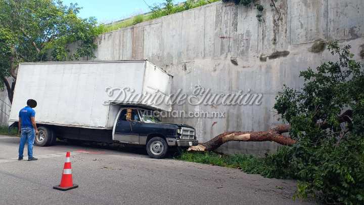 Camión de mudanza choca y derriba árbol de chaká en el periférico de Mérida