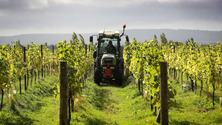The rise of English sparkling wine