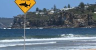 Beaches near fatal attack site closed as shark detected