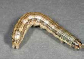 Worrisome worms for area wheat producers