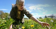 Foraging revival: How wild food enthusiasts are reconnecting with nature