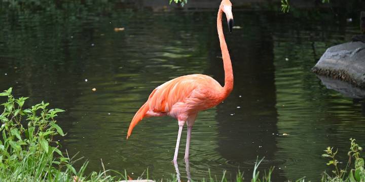 First bill filed in Florida’s 2026 legislative session changes state bird