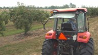 Dry but thriving: Apple orchard says harvest is great, despite drought