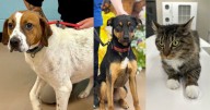 Mississippi animal shelter at full capacity, encourages adoption