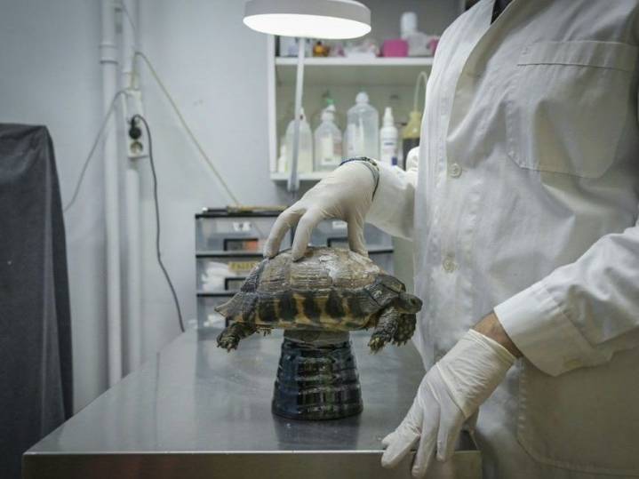 'ROASTED ALIVE': Greek wildlife suffers as climate changes