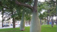 El árbol que deslumbra con sus flores únicas esconde muchos beneficios y es más fácil de cuidar de lo que pensás