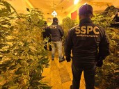 Caen cuatro con invernaderos de mariguana en pleno corazón de la CDMX