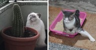 38 Times Cats Acted So Weird, They Made People Ask, “What’s Wrong With Your Cat”
