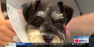 Two dogs injured after visits to Lake Charles groomer, pet owners say