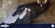 Un nuevo cóndor andino nació en Córdoba: Yuspe se prepara para desplegar sus alas
