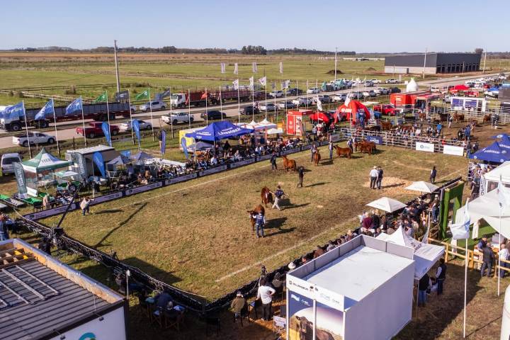 Semana Angus de Primavera. Cañuelas se prepara para una cumbre de la ganadería