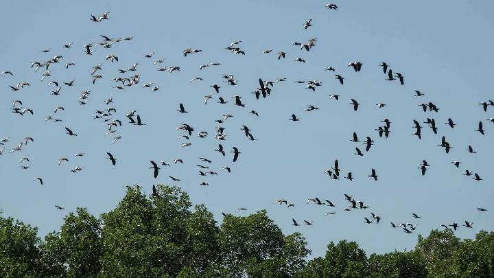 El cielo del norte de Veracruz se llena de aves cada septiembre: esta es la razón