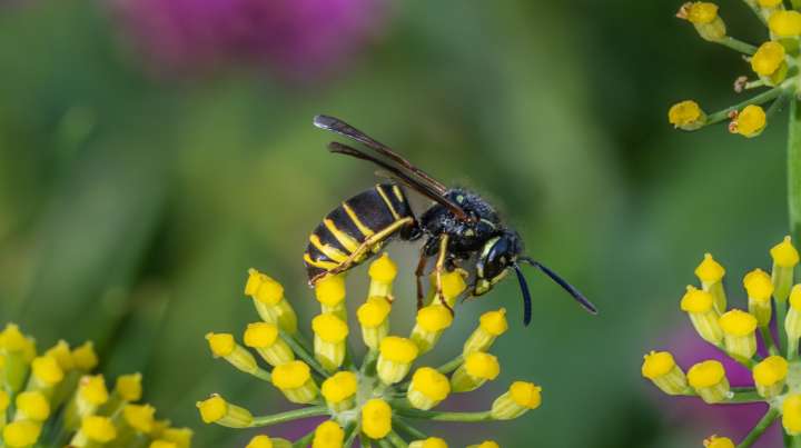 The Fast-Growing Plant That'll Help Keep Yellowjackets Out Of Your Yard