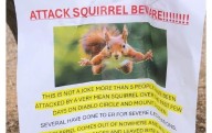 Ardilla agresiva en busca de comida ha enviado a dos personas a urgencias en San Francisco