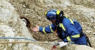 Dog rescued after falling from massive cliff