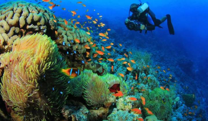 Underwater Photography Contest Announced for World Tourism Day 2025