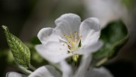 Las tres plantas con rico aroma, que crecen rápido y son ideales para sembrar en octubre