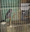 Recuperadas 45 aves destinada a la venta ilegal en Caracas