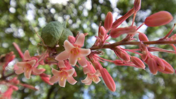The Low-Maintenance Red Perennial Perfect For Gravel (With One Big Catch)