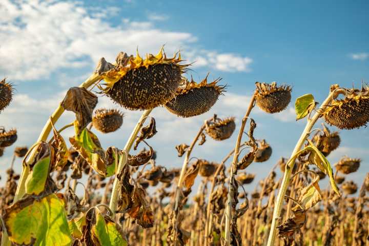 5 Regions Most at Risk for Droughts This Fall