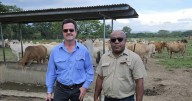 Papua New Guinea's cattle industry revival