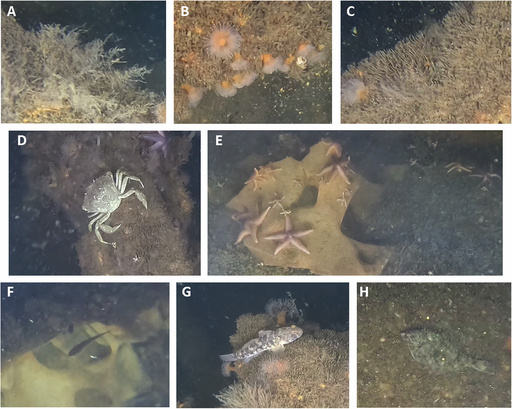 Scientists find marine life thriving on World War II explosives in the Baltic Sea